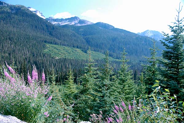 Wild flowers and fresh plant growth in the foreground. Medium trees grow behind that, and mature trees in a forest with rocky mountains in the background.