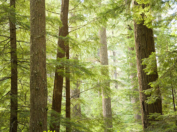 Forest with Coniferous Trees