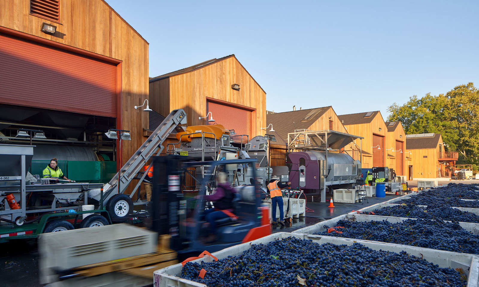 Cakebread Cellars with harvesting equipment